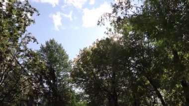 Mavi arkaplanda yeşil yapraklı ağaç beyazlarını kapat 