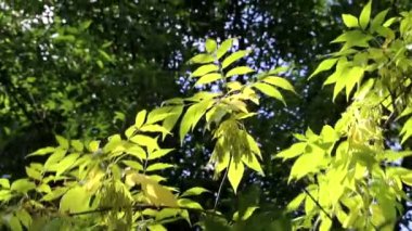 Mavi arkaplanda yeşil yapraklı ağaç beyazlarını kapat 