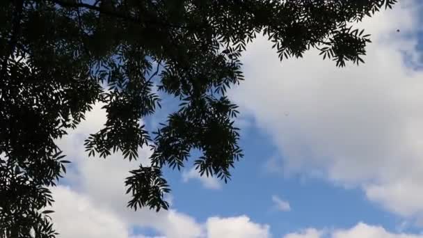 Nahaufnahme Von Baumwipfeln Mit Grünen Blättern Auf Blauem Himmelhintergrund — Stockvideo