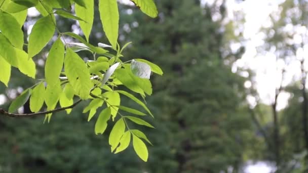 Κλείσιμο Των Δέντρων Λευκές Πράσινα Φύλλα Την Ηλιόλουστη Μέρα — Αρχείο Βίντεο