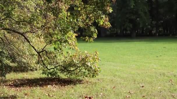 Zbliżenie Blanszy Drzew Zielonymi Liśćmi Słoneczny Dzień — Wideo stockowe