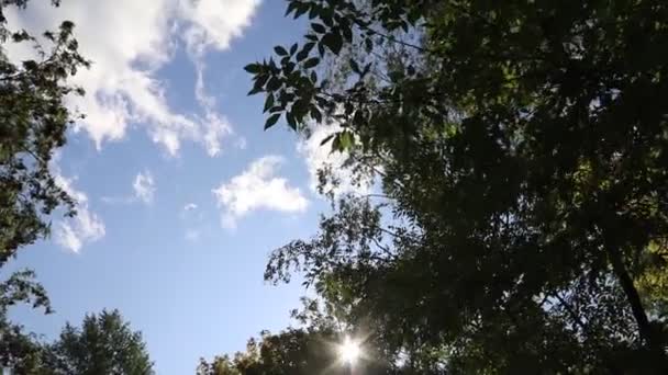 Close Folhas Árvore Com Folhas Verdes Fundo Céu Azul — Vídeo de Stock