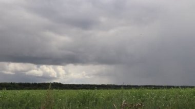 Bulutlu arka planda rüzgarla esen yüksek çim manzarası 