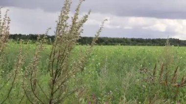 Bulutlu arka planda rüzgarla esen yüksek çim manzarası 