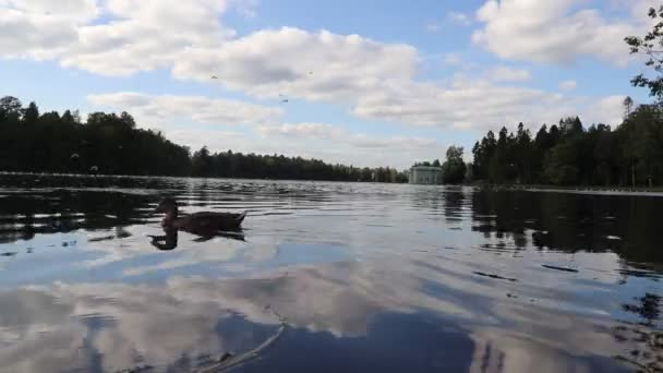 Θέα Της Πάπιας Που Επιπλέει Δίπλα Στη Λίμνη Φθινόπωρο Πάρκο — Αρχείο Βίντεο