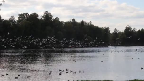 Blick Auf See Treibende Enten Herbstpark Bei Tag — Stockvideo