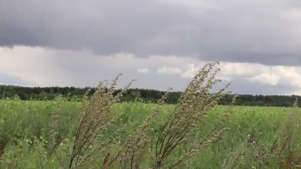 Widok Wysokiej Trawy Wieje Wiatr Zachmurzone Tło Nieba — Wideo stockowe