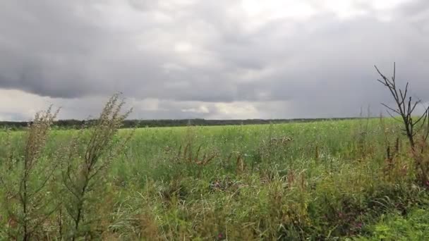 Вид Високу Траву Дме Вітром Фоні Хмарного Неба — стокове відео