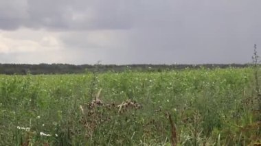 Bulutlu arka planda rüzgarla esen yüksek çim manzarası 