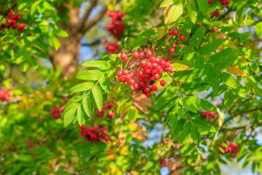 Rowan böğürtlenleri dalda. Sonbahar hasadı. Yeşil bir dala asılmış yaban mersini..