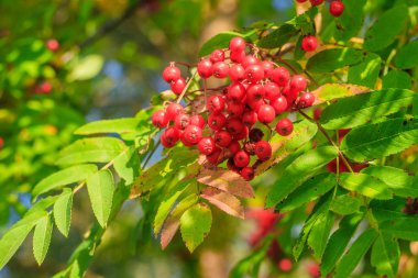 Rowan böğürtlenleri dalda. Sonbahar hasadı. Yeşil bir dala asılmış yaban mersini..