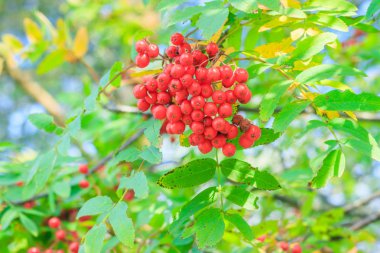 Rowan böğürtlenleri dalda. Sonbahar hasadı. Yeşil bir dala asılmış yaban mersini..