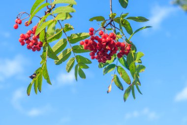 Rowan böğürtlenleri dalda. Sonbahar hasadı. Yeşil bir dala asılmış yaban mersini..