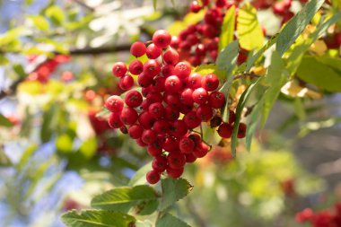 Rowan böğürtlenleri dalda. Sonbahar hasadı. Yeşil bir dala asılmış yaban mersini..