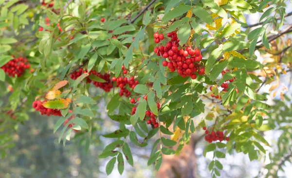 Rowan böğürtlenleri dalda. Sonbahar hasadı. Yeşil bir dala asılmış yaban mersini.. — Stok fotoğraf