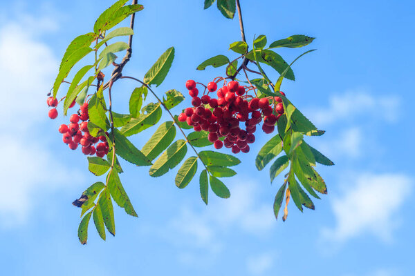 Rowan berries on a branch. Autumn harvest. Rowan tree berries hang on a green branch.