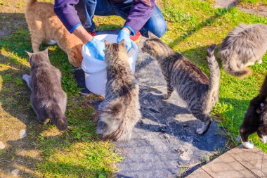 Evcil kedileri beslemek. Bir sürü kedi. Temiz, bakımlı kediler çimenlerde yer. Evcil hayvanlar.