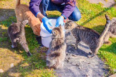 Evcil kedileri beslemek. Bir sürü kedi. Temiz, bakımlı kediler çimenlerde yer. Evcil hayvanlar.