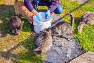 Evcil kedileri beslemek. Bir sürü kedi. Temiz, bakımlı kediler çimenlerde yer. Evcil hayvanlar.