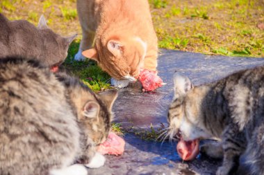 Evcil kedileri beslemek. Bir sürü kedi. Temiz, bakımlı kediler çimenlerde yer. Evcil hayvanlar.