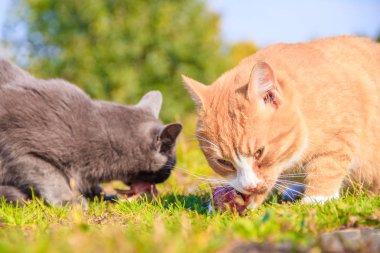Evcil kedileri beslemek. Bir sürü kedi. Temiz, bakımlı kediler çimenlerde yer. Evcil hayvanlar.