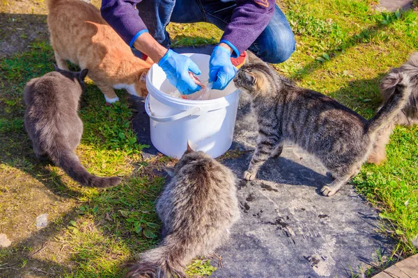 Feeding domestic cats. A lot of cats. Clean, well-groomed cats eat on the grass. Pets.