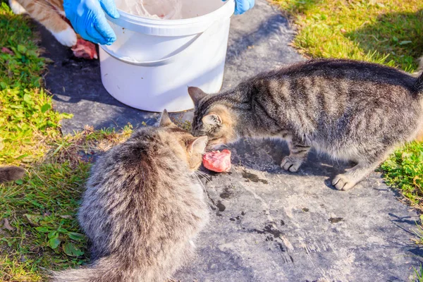 Alimentar gatos domésticos. Un montón de gatos. Los gatos limpios y bien cuidados comen en la hierba. Mascotas . — Foto de Stock