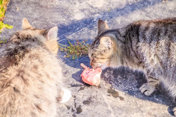 Feeding domestic cats. A lot of cats. Clean, well-groomed cats eat on the grass. Pets.