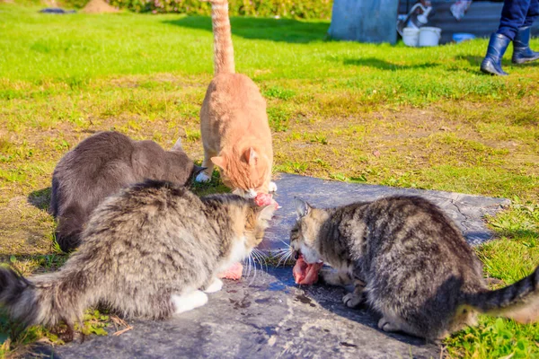 Alimentar gatos domésticos. Un montón de gatos. Los gatos limpios y bien cuidados comen en la hierba. Mascotas . — Foto de Stock