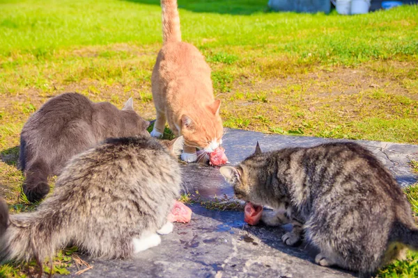 Feeding domestic cats. A lot of cats. Clean, well-groomed cats eat on the grass. Pets.