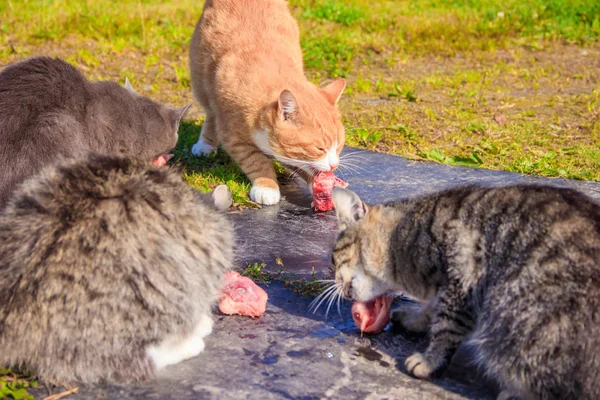 Alimentar gatos domésticos. Un montón de gatos. Los gatos limpios y bien cuidados comen en la hierba. Mascotas . — Foto de Stock