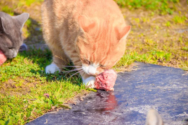 Alimentar gatos domésticos. Un montón de gatos. Los gatos limpios y bien cuidados comen en la hierba. Mascotas . — Foto de Stock