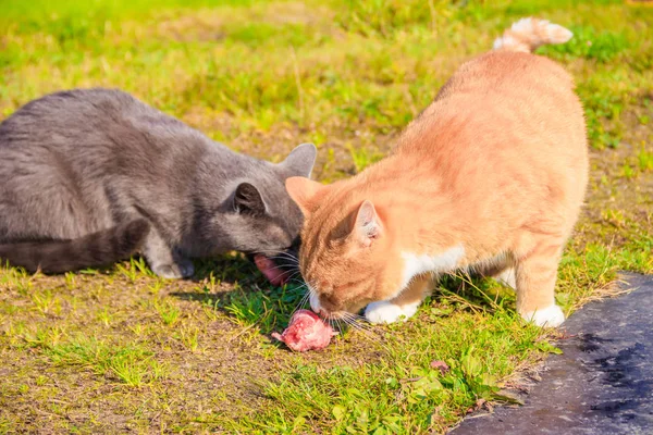 Evcil kedileri beslemek. Bir sürü kedi. Temiz, bakımlı kediler çimenlerde yer. Evcil hayvanlar. — Stok fotoğraf