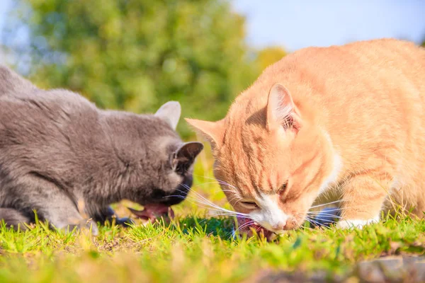 Feeding domestic cats. A lot of cats. Clean, well-groomed cats eat on the grass. Pets.