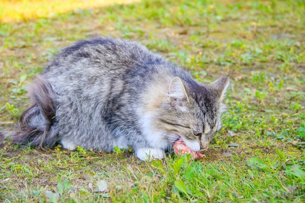 집고양이에게 먹이를 주고. 고양이가 많아. 깨끗하고 잘 차려입은 고양이들 이 풀을 먹습니다. 애완 동물. — 스톡 사진