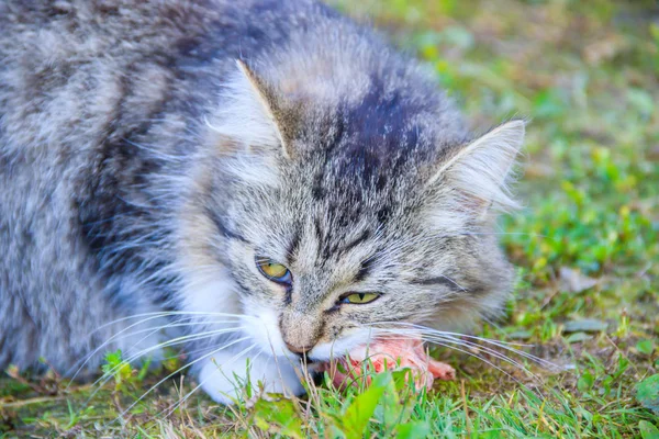 Feeding domestic cats. A lot of cats. Clean, well-groomed cats eat on the grass. Pets. — ストック写真