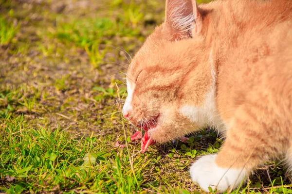 Krmí domácí kočky. Spousta koček. Čisté, dobře upravené kočky jedí na trávě. Domácí mazlíčci. — Stock fotografie