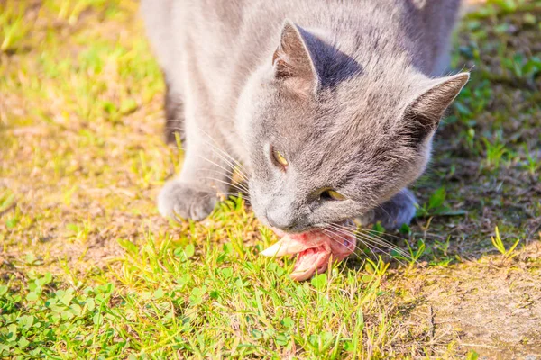 Feeding domestic cats. A lot of cats. Clean, well-groomed cats eat on the grass. Pets.