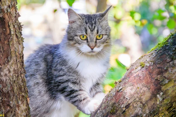 Fluffy katt sitter på en trädgren. PET. Cat för en promenad på gården. Katten klättrar träd. — Stockfoto