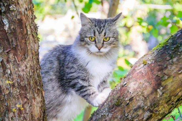 Пушистый кот сидит на ветке дерева. Животное. Кошка для прогулки по двору. Кот лазает по деревьям . — стоковое фото