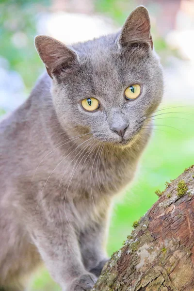 Fluffy katt sitter på en trädgren. PET. Cat för en promenad på gården. Katten klättrar träd. — Stockfoto