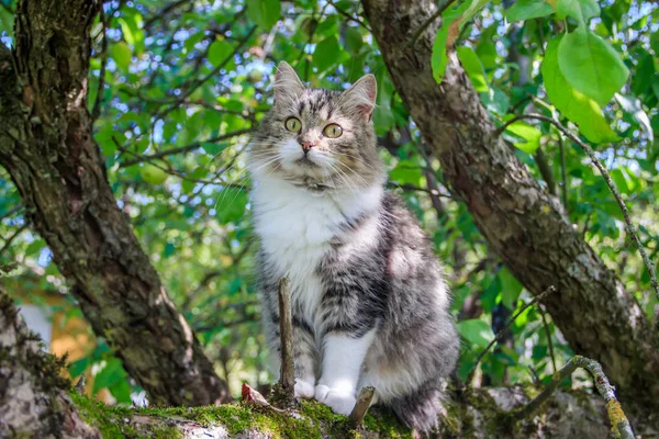Fluffy cat is sitting on a tree branch. Pet. Cat for a walk in the yard. The cat is climbing trees. — Stock Photo, Image