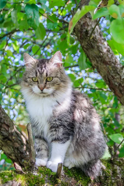 Il gatto soffice è seduto su un ramo d'albero. Animale domestico. Gatto per una passeggiata nel cortile. Il gatto si arrampica sugli alberi . — Foto Stock