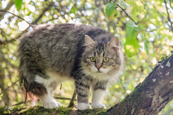 Bolyhos macska ül egy fa ága. PET. Cat sétálni az udvaron. A macska mászófák. — Stock Fotó