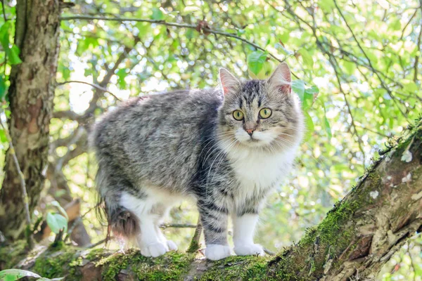 Gato fofo está sentado em um galho de árvore. Animal de estimação. Gato para um passeio no quintal. O gato está subindo árvores . — Fotografia de Stock