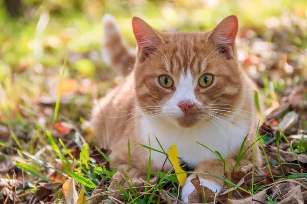 Krásná kočka leží na trávě s listy. PET. CAT na procházku — Stock fotografie