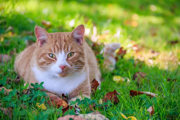 Kucing cantik berbaring di rumput dengan daun. Pet. Kucing untuk berjalan-jalan — Stok Foto