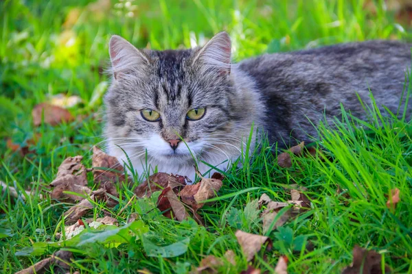 Güzel kedi yaprakları ile çim üzerinde yatıyor. Pet. Kedi bir yürüyüş için — Stok fotoğraf