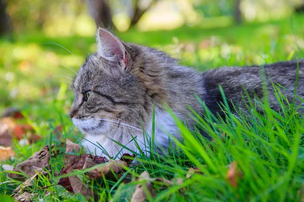 Gyönyörű macska fekszik a füvön levelekkel. PET. Cat egy sétára — Stock Fotó