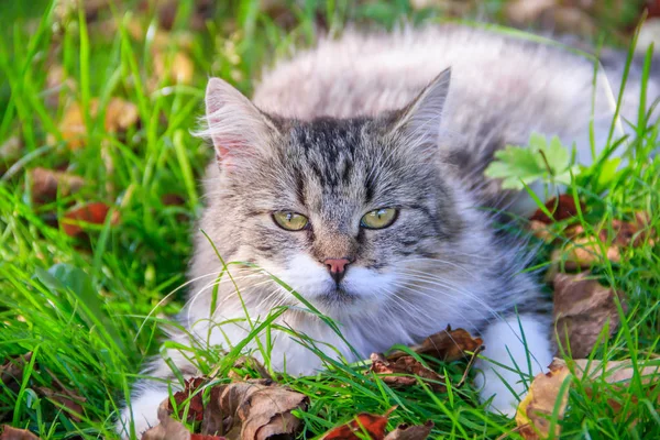 O gato bonito encontra-se na grama com folhas. Animal de estimação. Gato para uma caminhada — Fotografia de Stock